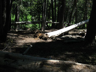 Boy Scout Camp trashed by fallen snag, 2009